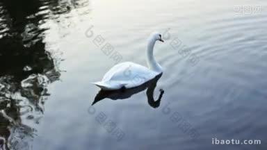 一只白天鹅在湖中深色的<strong>水</strong>面上游泳，它紧随其后
